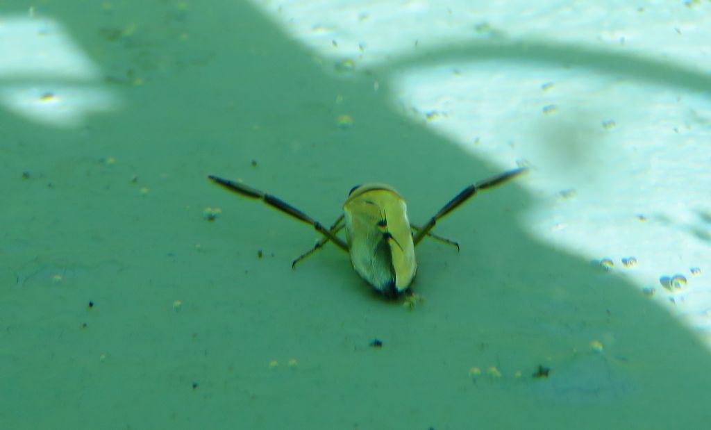 Notonecta pallidula del Portogallo